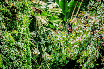 Flying dogs sleep on a tree among green foliage. Sri Lanka.