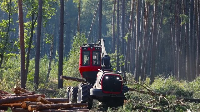 A forestry forwarder works in a pine forest. A timber forwarder uses a log grapple to load trees felled by a harvester lumberjack into a trailer. Logging equipment. A forwarder carrying logs.