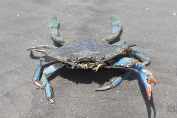 Crab On Beach At Kiawah Island, SC 