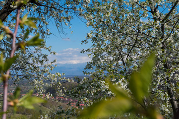 Beauty of Nature - Spring Time