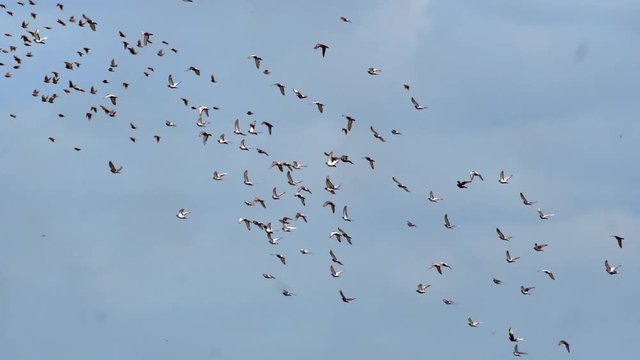 A flock of birds in the sky. The birds were scared and alarmed