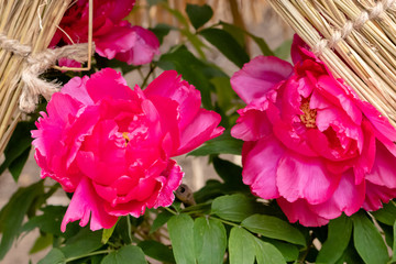 Peony flower, Ueno Taito-city, Tokyo, Japan