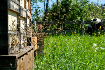 Beehives on the Meadow, Bavaria, Gemany
