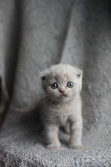 Portrait of cute little scottish fold kitten on grey background. Lop-eared cat.