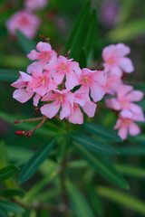 Oleander Blüten (Nerium oleander)