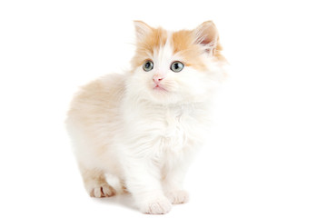 Cute kitten isolated on white background