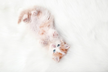 Cute kitten lying on white carpet