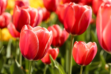 Fresh red tulip flowers in the garden