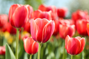 Fresh red tulip flowers in the garden