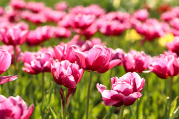 Fresh pink tulip flowers in the garden