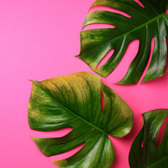 Tropical monstera leaves on pink background. Flat lay, top view. Creative layout. Summer concept. Square crop © jchizhe