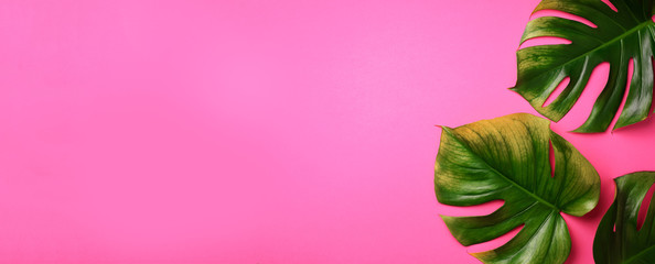 Tropical monstera leaves on pink background. Flat lay, top view. Creative layout. Summer concept. Banner © jchizhe