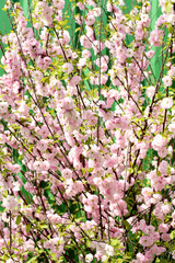 Fresh pink flowers in the garden