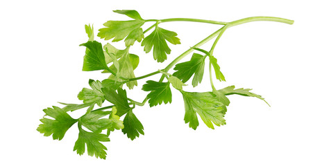 Fresh parsley leaves isolated on white background