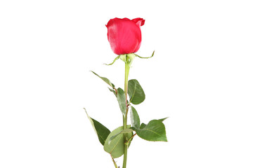 Red rose isolated on white background