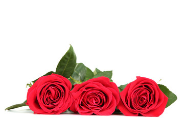 Bouquet of red roses isolated on white background