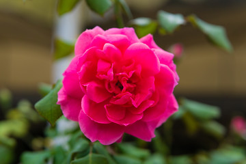 Dark pink rose with green leaves