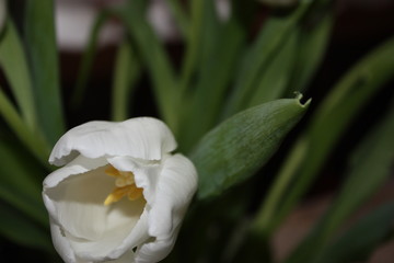 white tulips. Dark background. blur