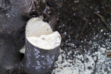 Detail of a branch cut off on a tree trunk
