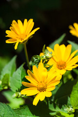 Heliopsis flowers closeup