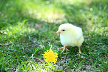 Little chick with yellow flower on green grass