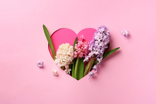 Hyacinth flowers in hole in heart shaped form over pink punchy pastel background. Top view, flat lay. Banner. Spring, summer or garden concept. Present for Woman day