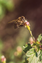 Honey bee pollinate pink flower in the spring meadow. Seasonal natural scene.
