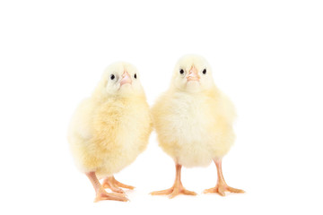 Little chicks isolated on white background