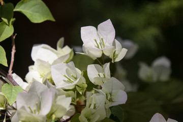  White Bougainvillea flower in dark background