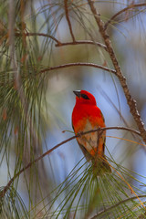 Bright Red Fody (Foudia madagascariensis) on a tree branch on natural blurred background, Mauritius island. Selective focus.