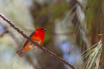 Bright Red Fody (Foudia madagascariensis) on a tree branch on natural blurred background, Mauritius island. Selective focus.