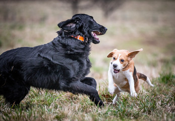 The Flat Coated Retriever