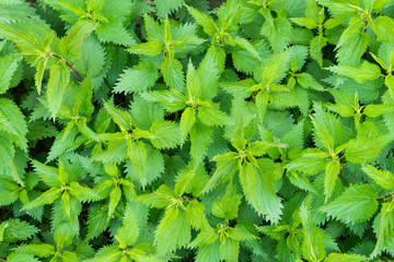 Green nettle background