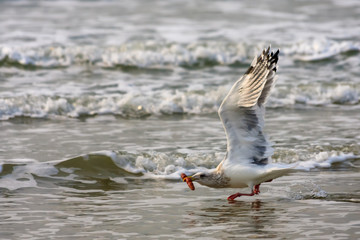 Waves and Seagulls in the Winter Sea