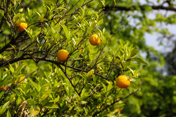 Beautiful citrus tree with ripe fruits close-up