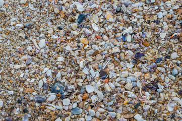 pebbles and shell on the beach
