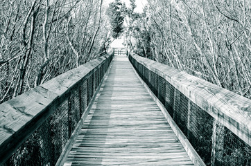 Obraz premium bridge in the forest