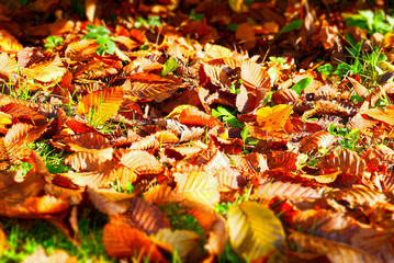 autumn leaves in the sun