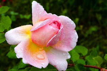 Rose Gloria Dei blooming at night after rain