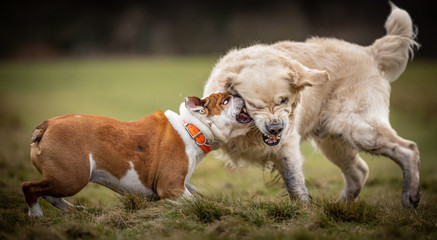 The Golden Retriever