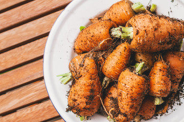 Grow your own Fresh homegrown carrots