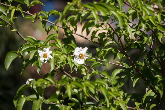 Fried Egg Tree or  Oncoba spinosa Forssk.