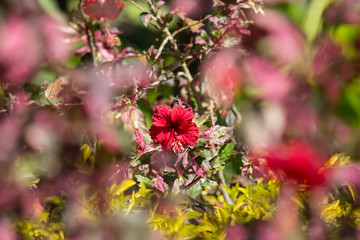 Fototapeta premium Close up of red Hibiscus rosa-sinensis