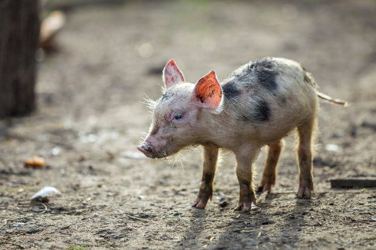 Small young funny dirty pink and black pig piglet standing outdoors on sunny farmyard. Sow farming, natural food production.