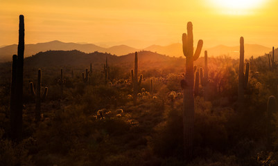 Saguaro Sunset in the Desert