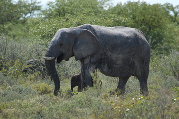 Naklejka na ściany i meble Elephant Africa