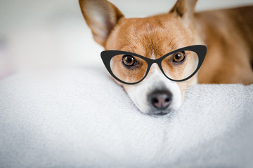 Kleiner Hund mit Sekretärinnen Brille auf weißer Decke