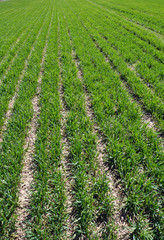 Fototapeta na wymiar Winter wheat sowings