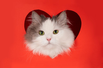 fluffy cat for valentines day - 248690321