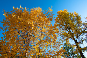 Fototapeta premium yellow tree in autumn